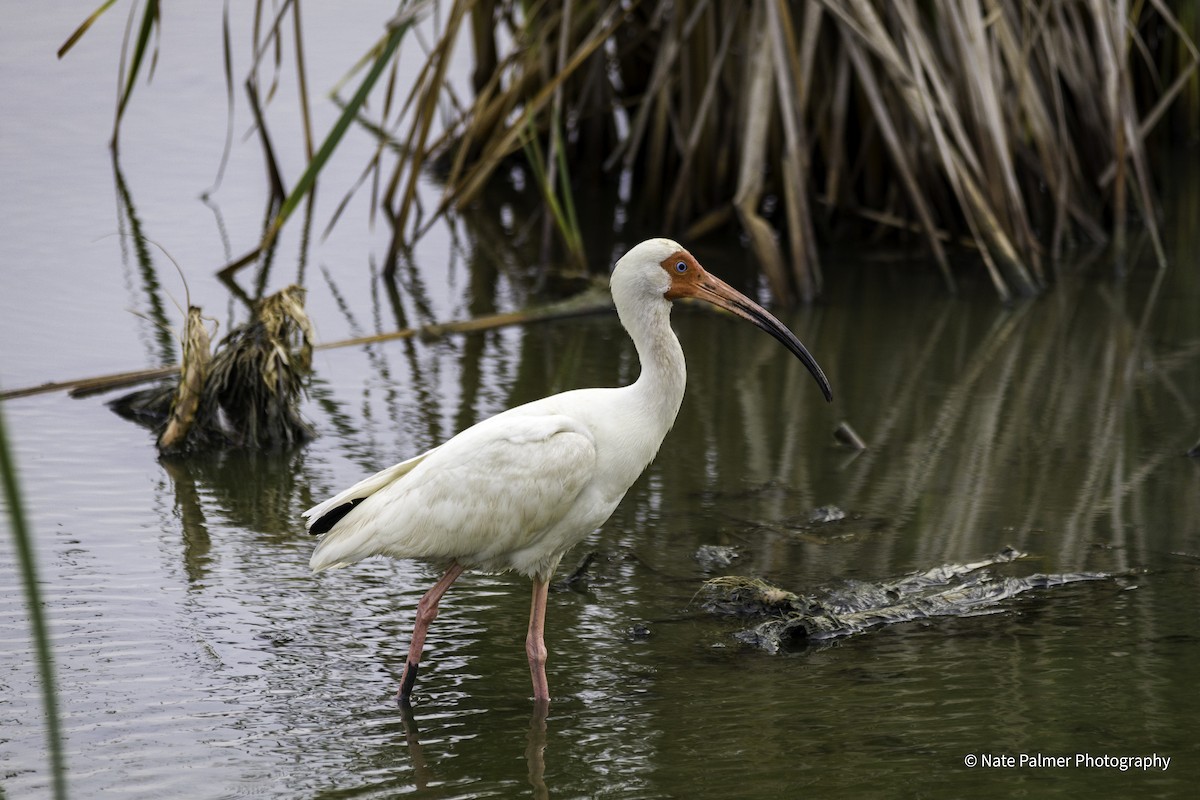 White Ibis - Nate Palmer