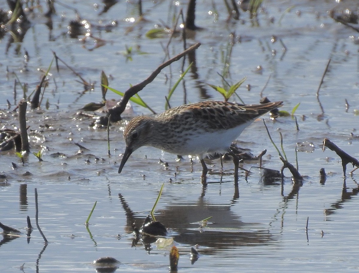 Least Sandpiper - ML619464429