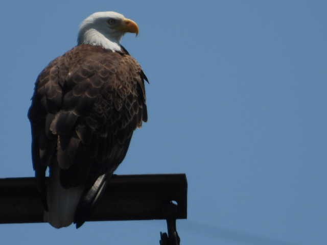 Bald Eagle - Pamela Fisher