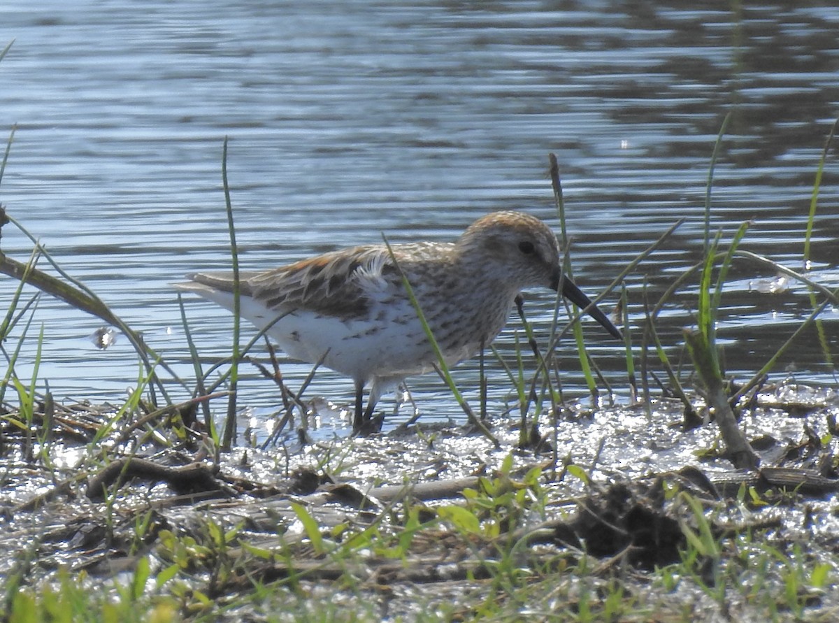 Western Sandpiper - klaus emmaneel