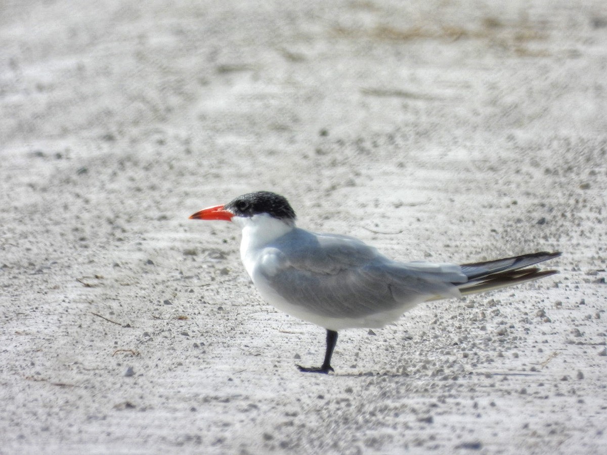 Caspian Tern - Gina Turone 🐩