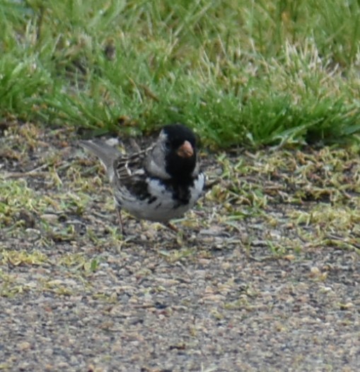 Harris's Sparrow - Deb Muzzy