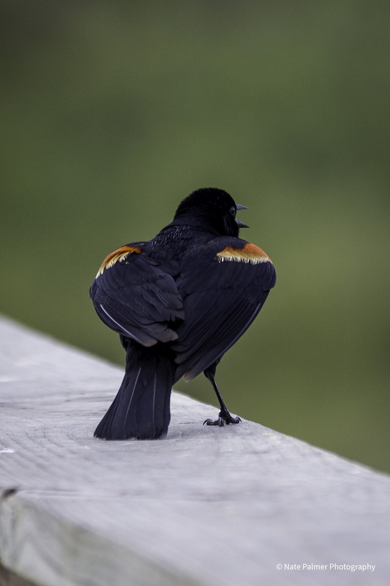 Red-winged Blackbird - Nate Palmer
