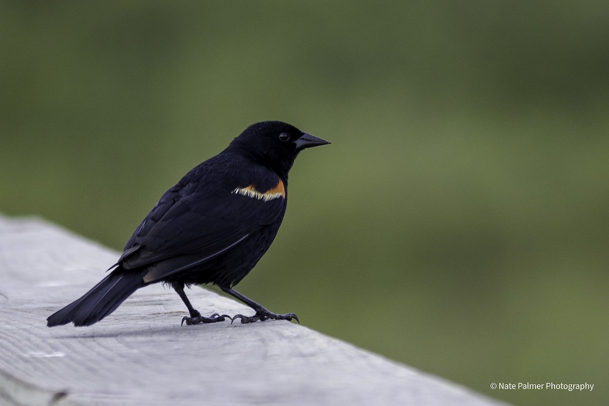 Red-winged Blackbird - Nate Palmer