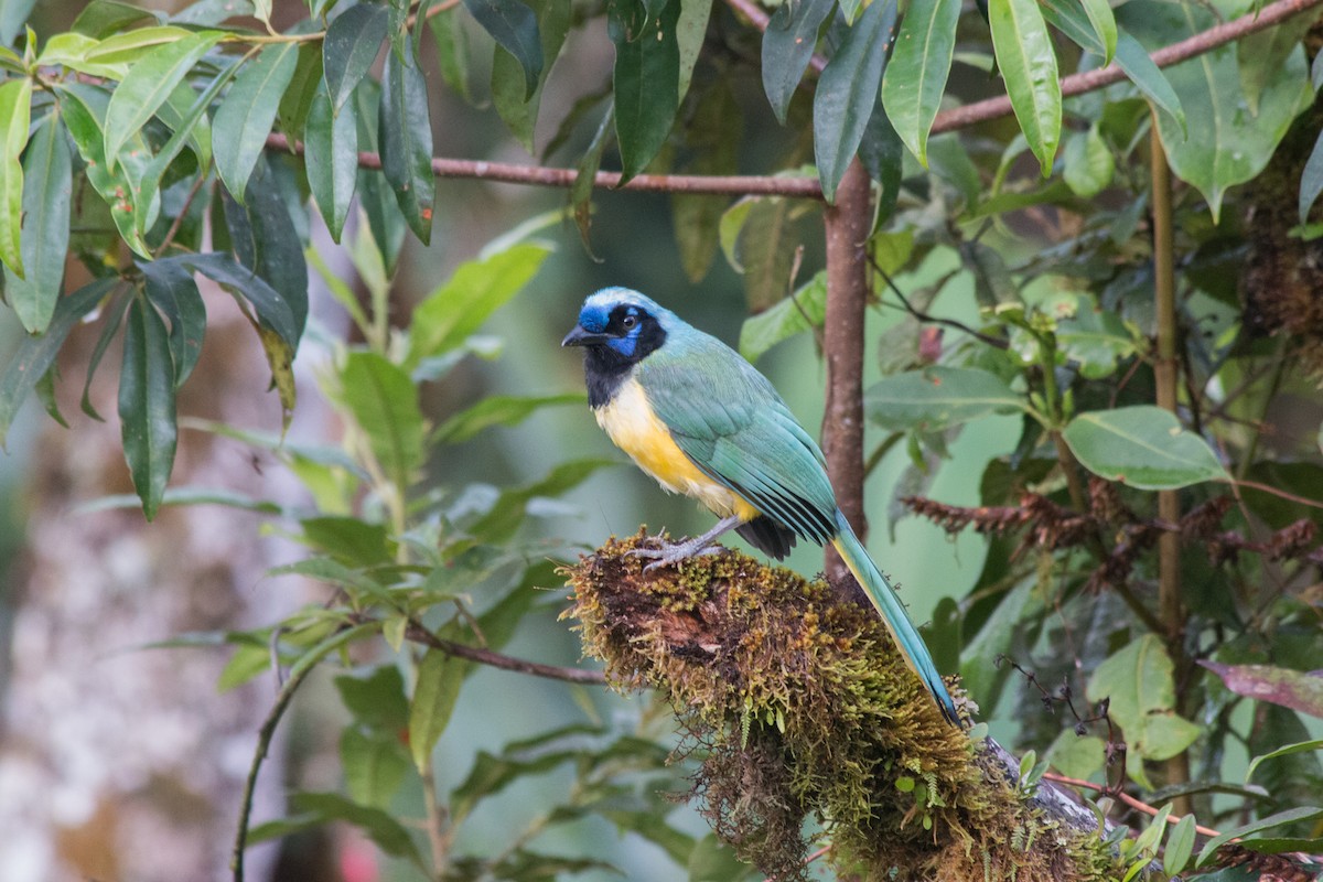 Green Jay (Inca) - Nancy Davis