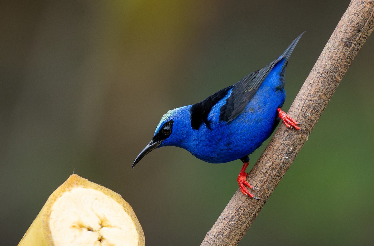Red-legged Honeycreeper - Forest Botial-Jarvis