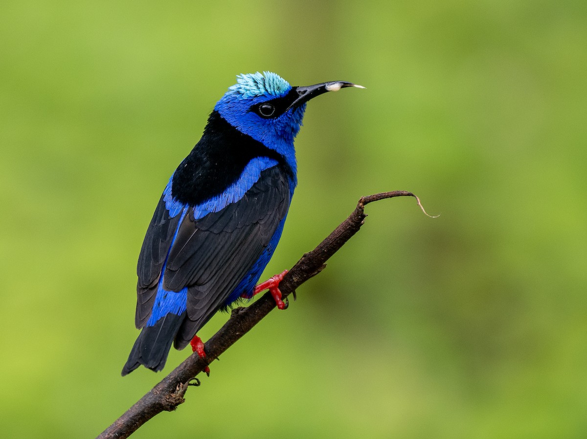 Red-legged Honeycreeper - Forest Botial-Jarvis