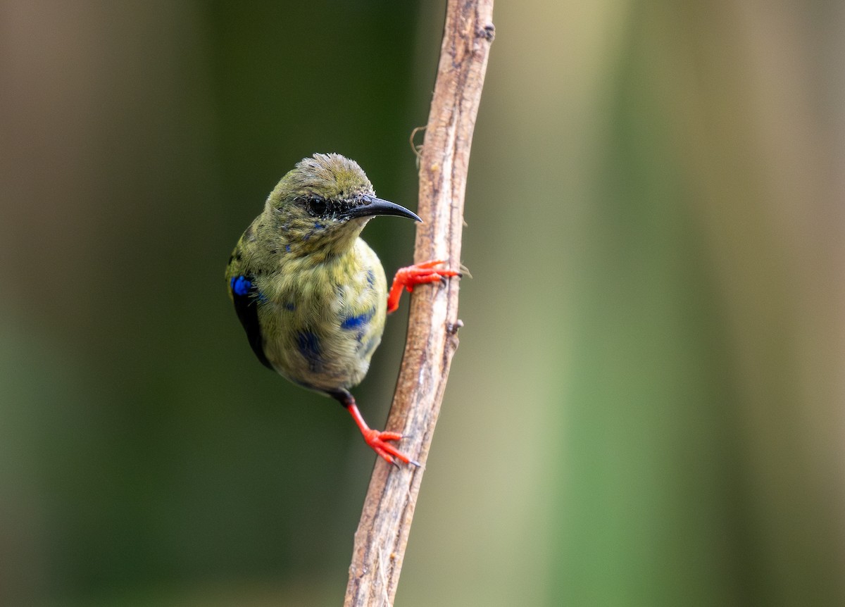 Red-legged Honeycreeper - Forest Botial-Jarvis