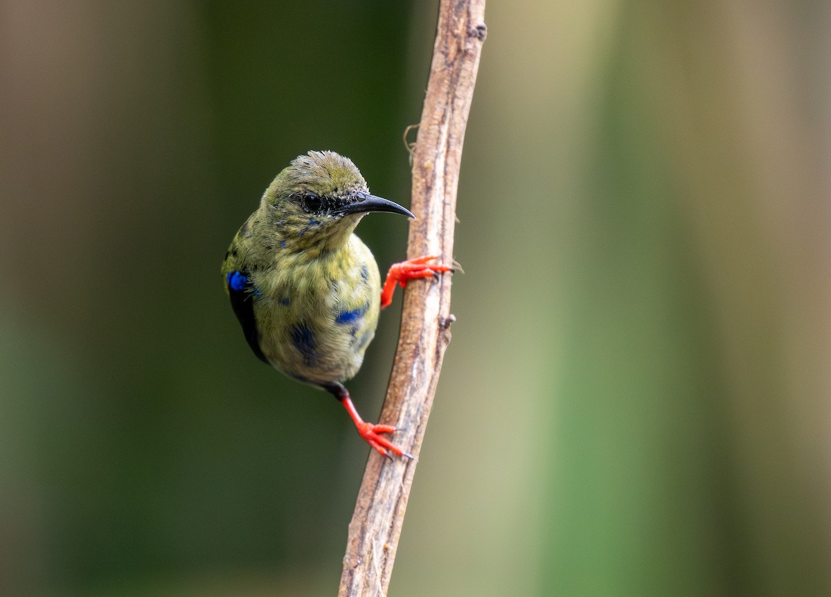 Red-legged Honeycreeper - ML619464467