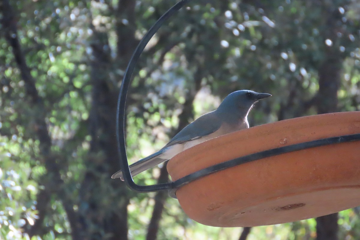 Mexican Jay - David Brinkman