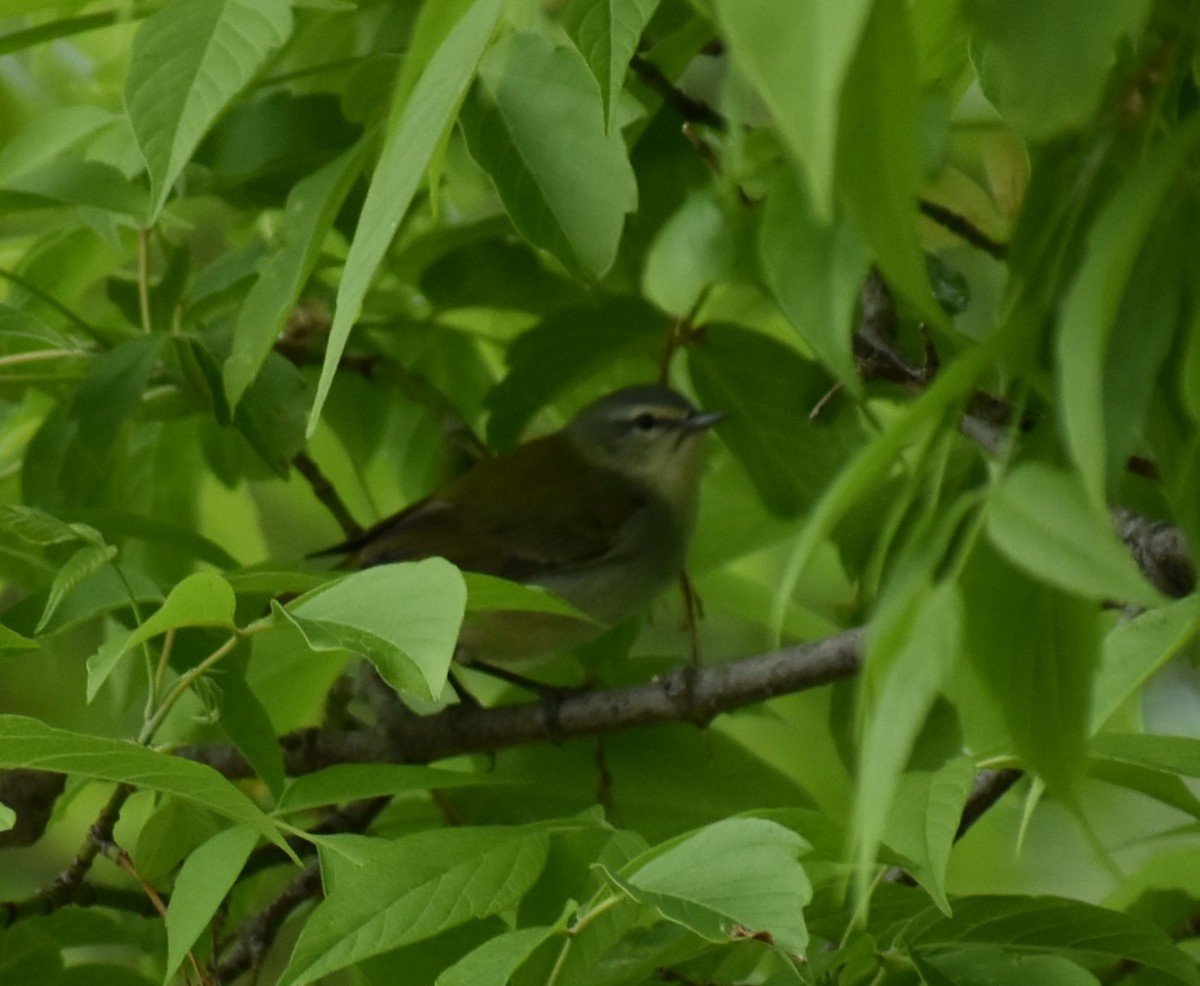 Tennessee Warbler - Deb Muzzy