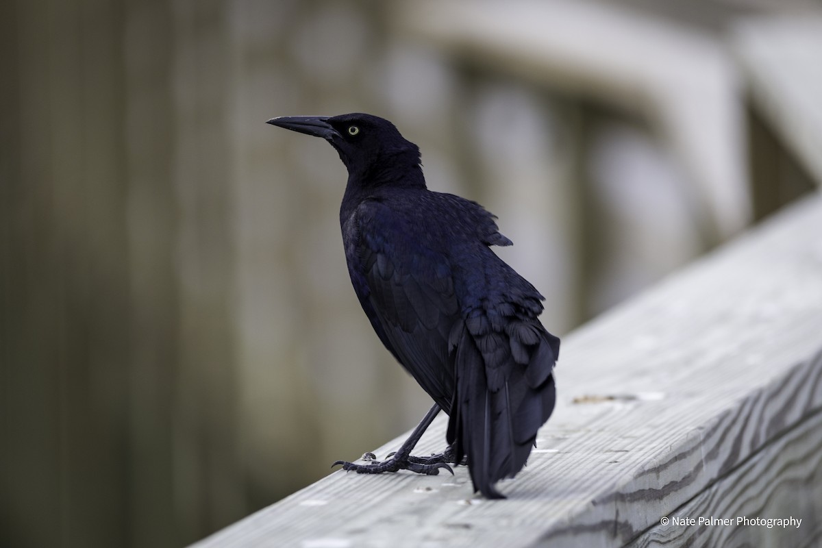 Great-tailed Grackle - Nate Palmer