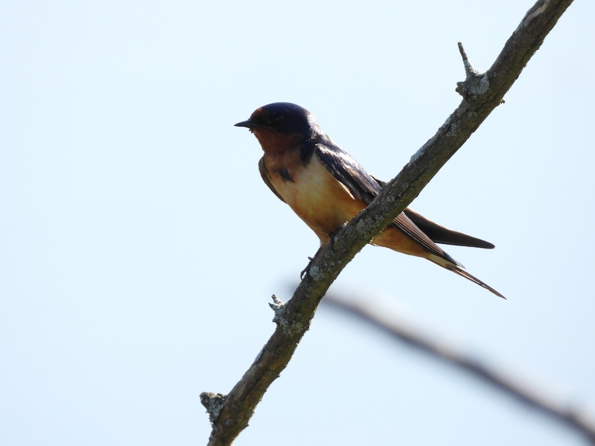 Barn Swallow - Sam Ivande