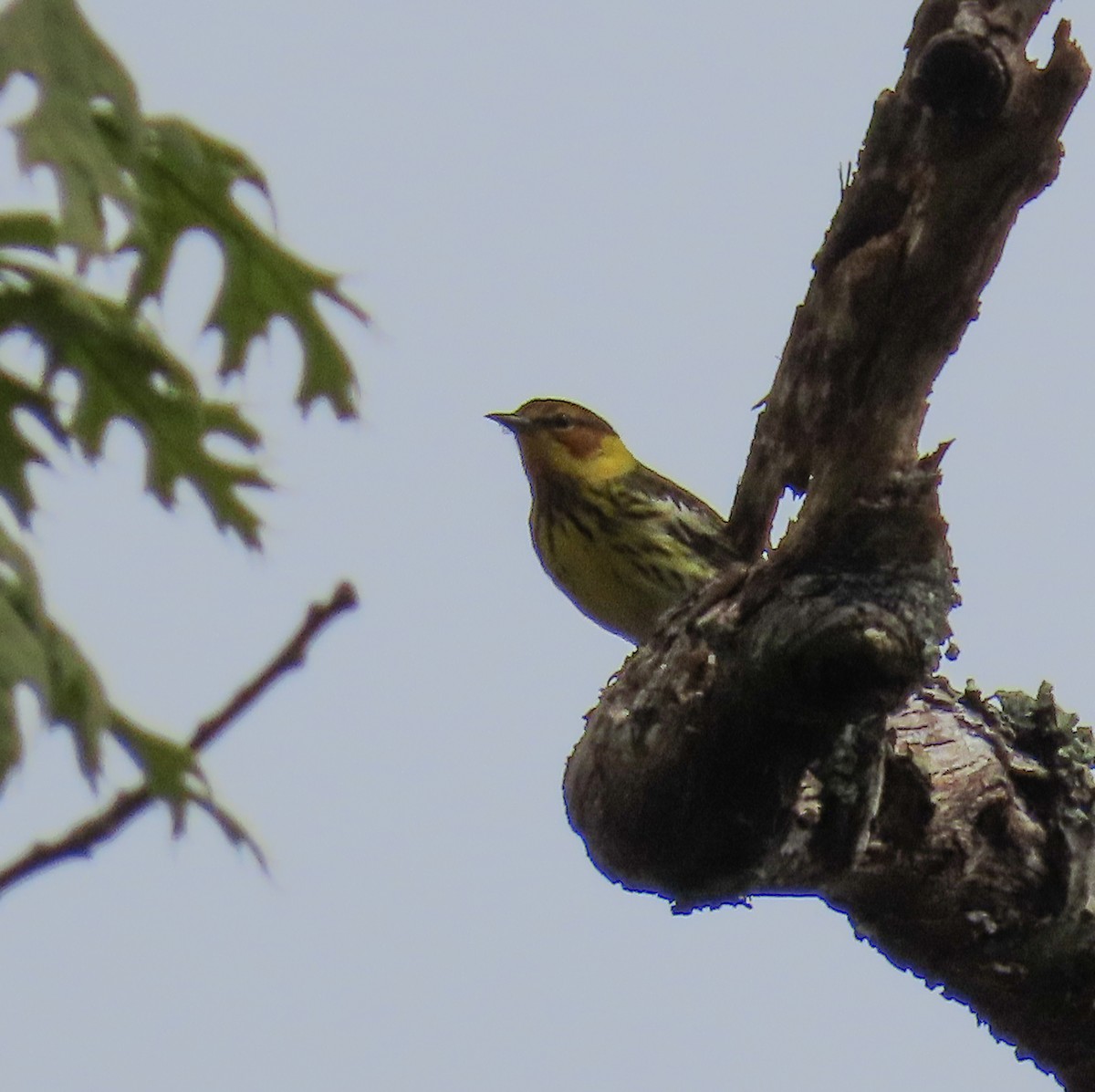 Cape May Warbler - Linda Eyster