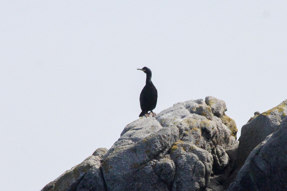 European Shag - dan davis