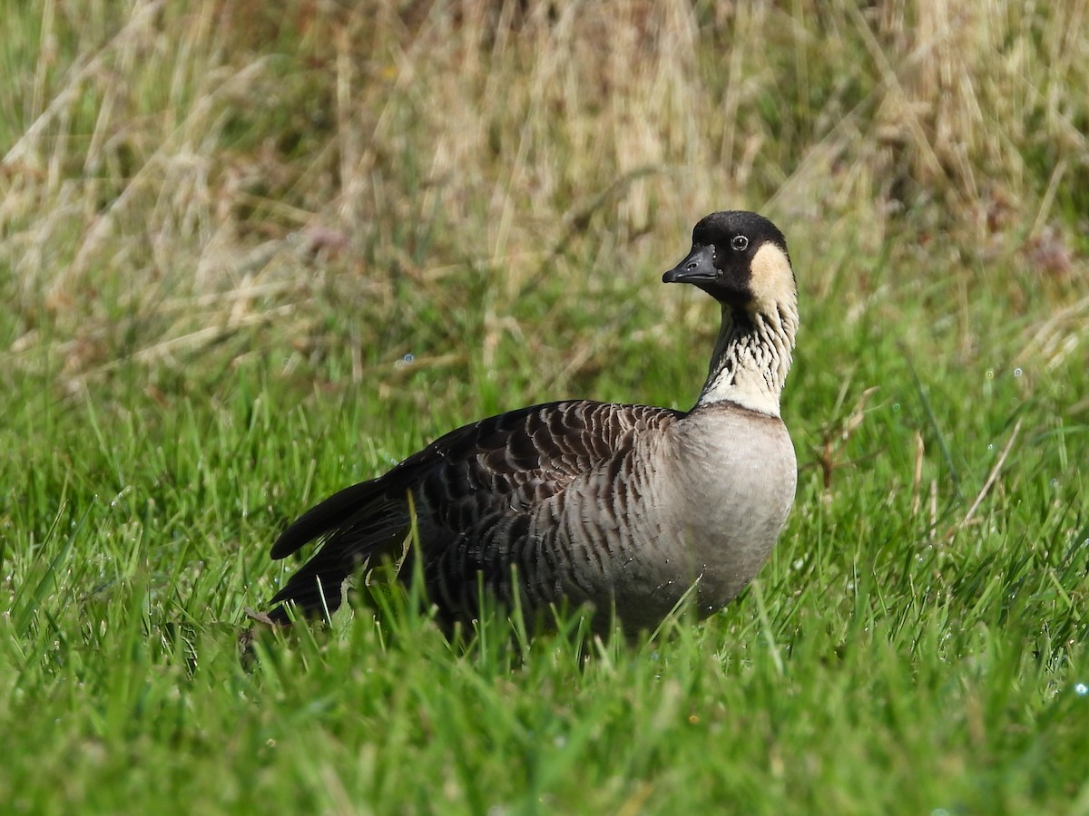 Hawaiian Goose - Nick Komar