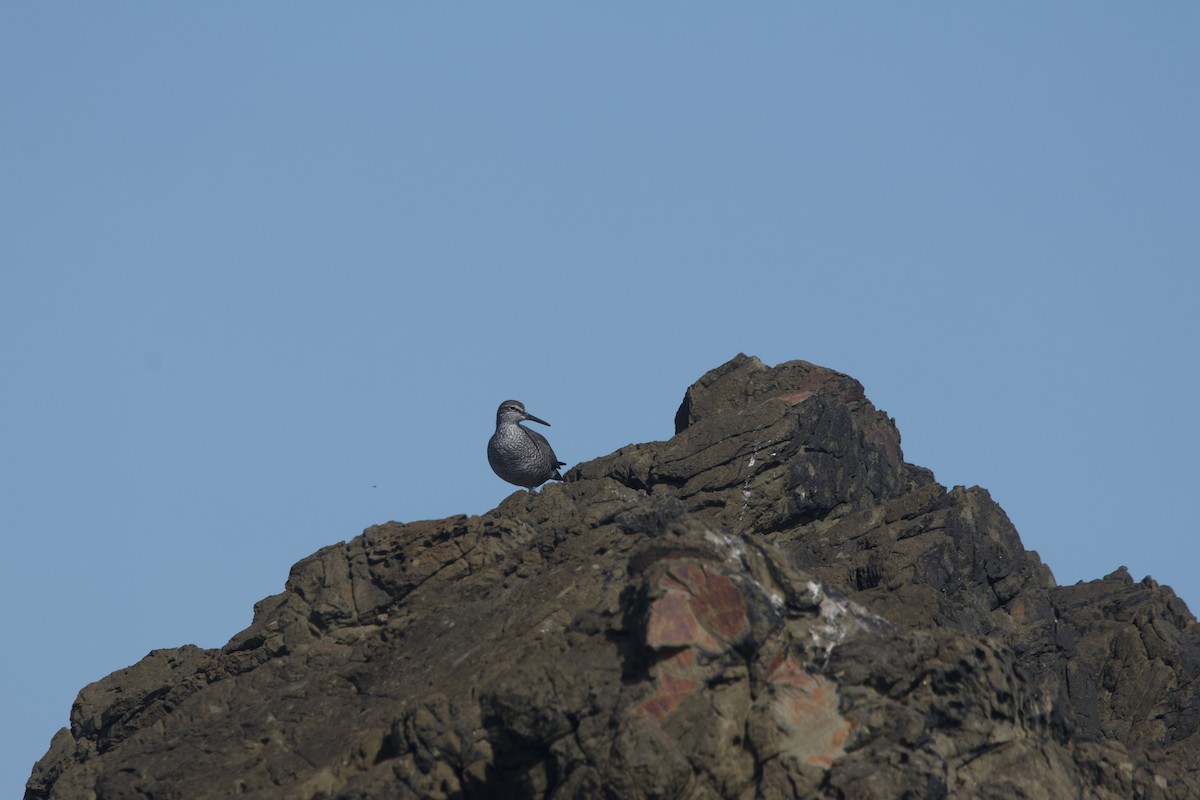 Wandering Tattler - ML619464484