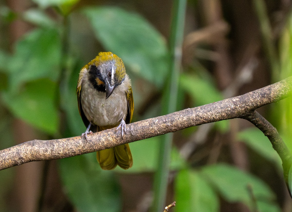Buff-throated Saltator - Forest Botial-Jarvis