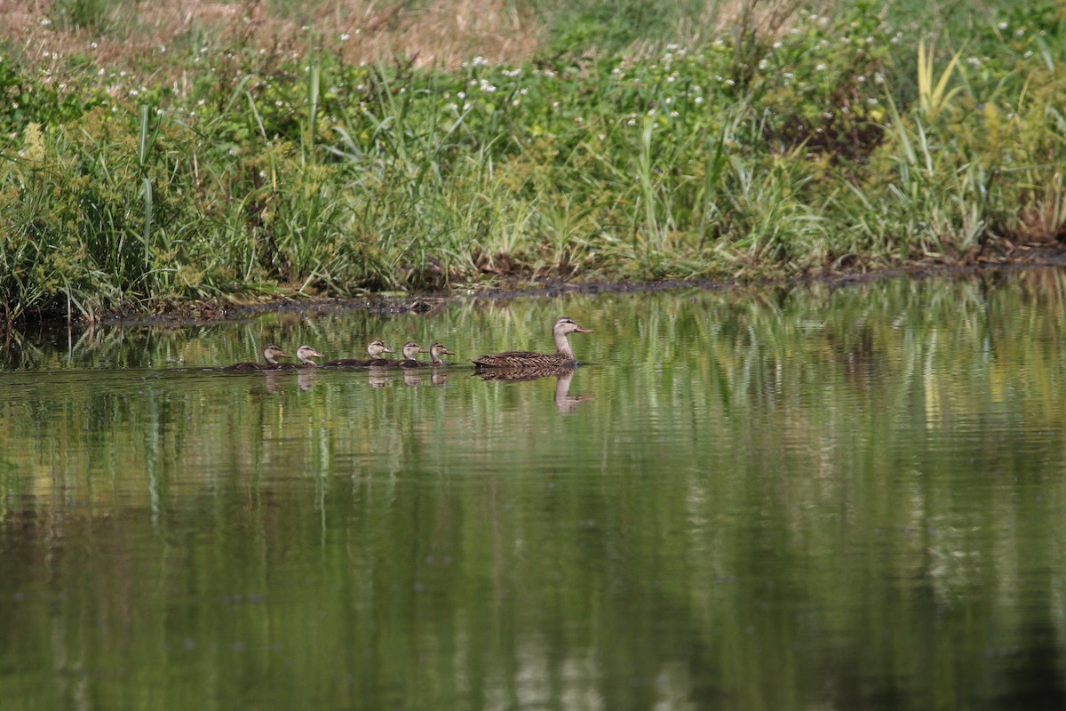 Mottled Duck - Andres Leon-Reyes