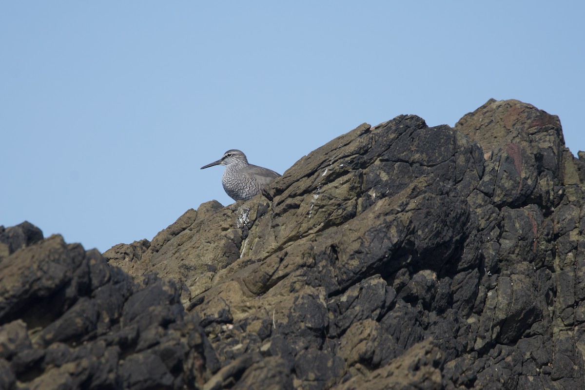 Wandering Tattler - ML619464490