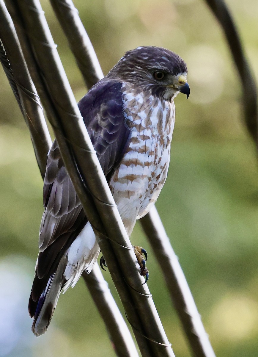 Broad-winged Hawk - Lisa Goodwin