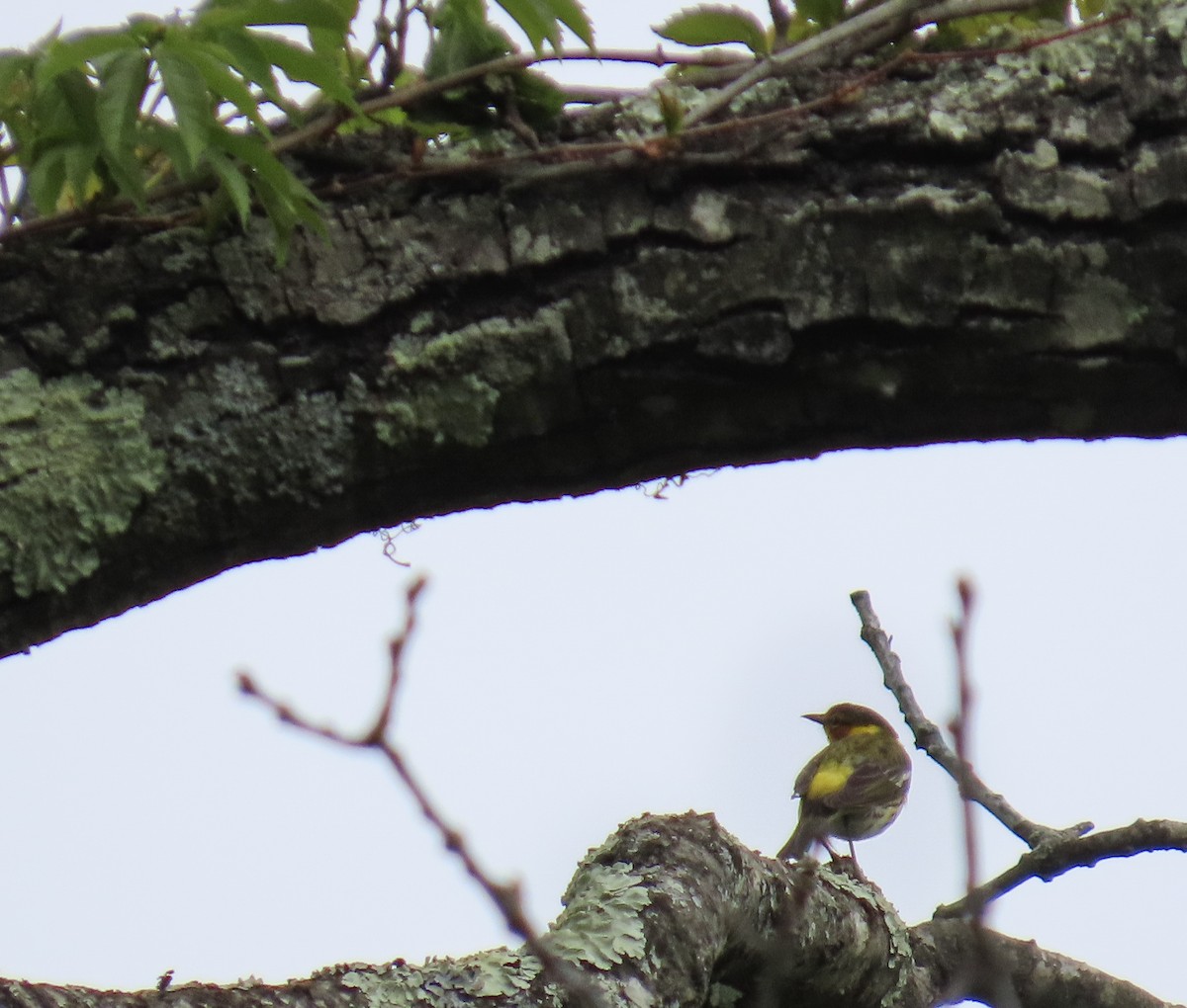 Cape May Warbler - Linda Eyster