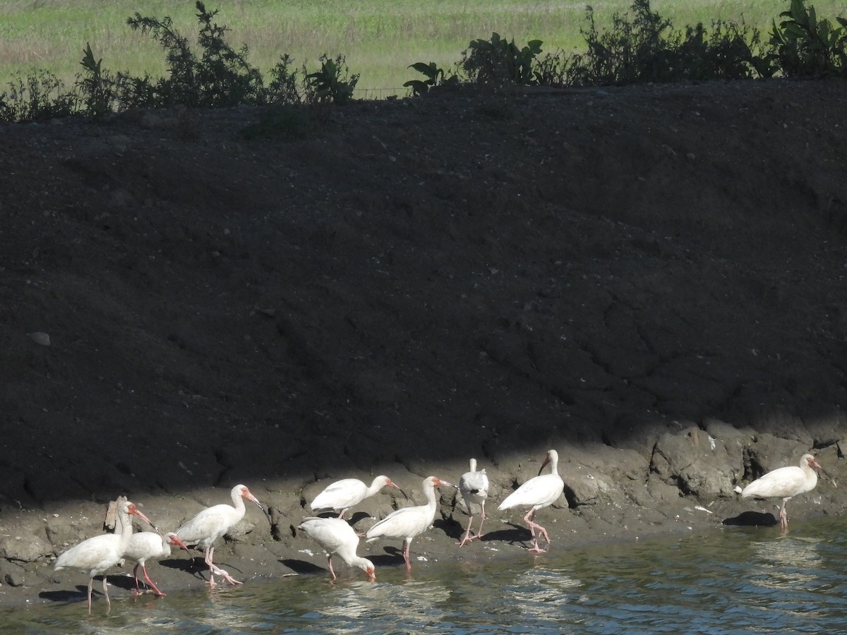 White Ibis - Cindy Leffelman