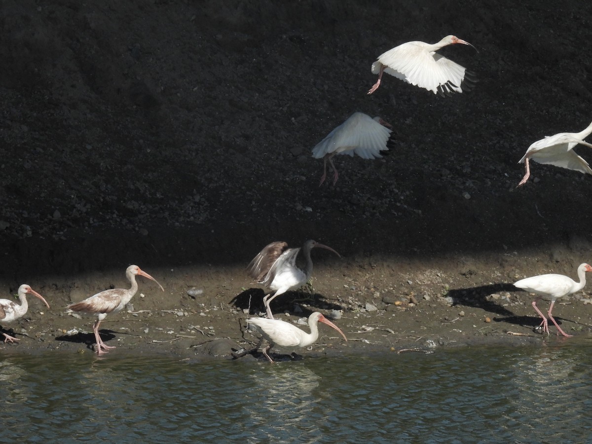 White Ibis - Cindy Leffelman