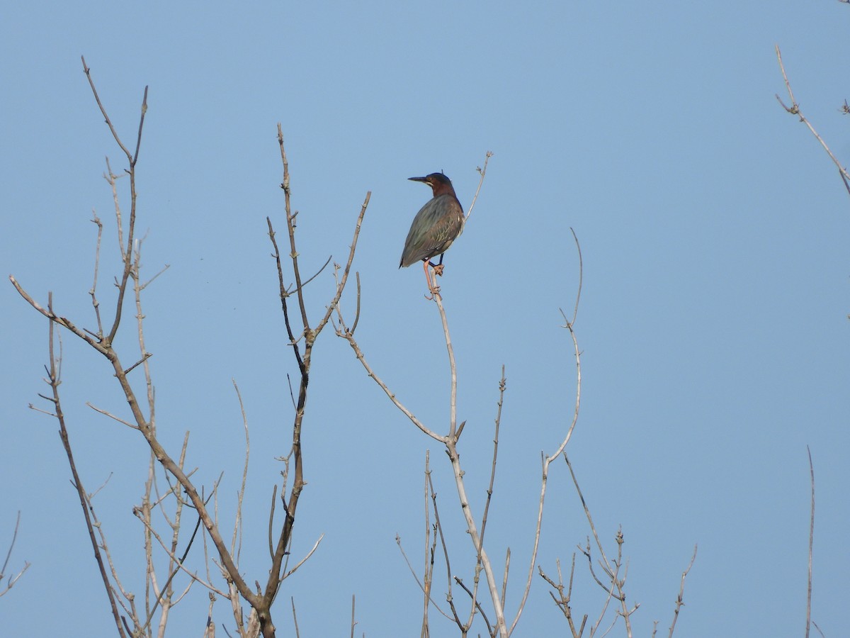 Green Heron - Sam Ivande