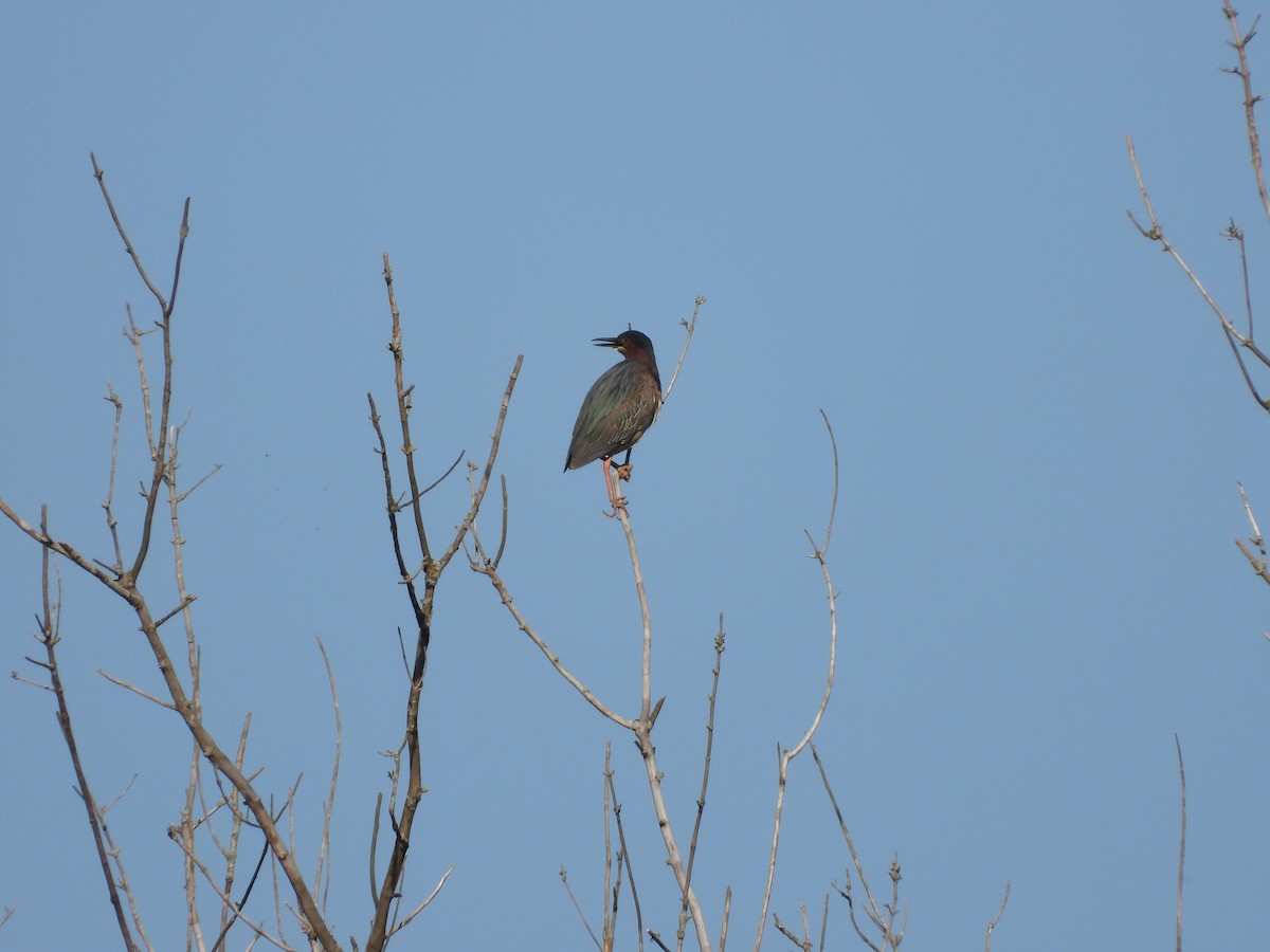 Green Heron - Sam Ivande