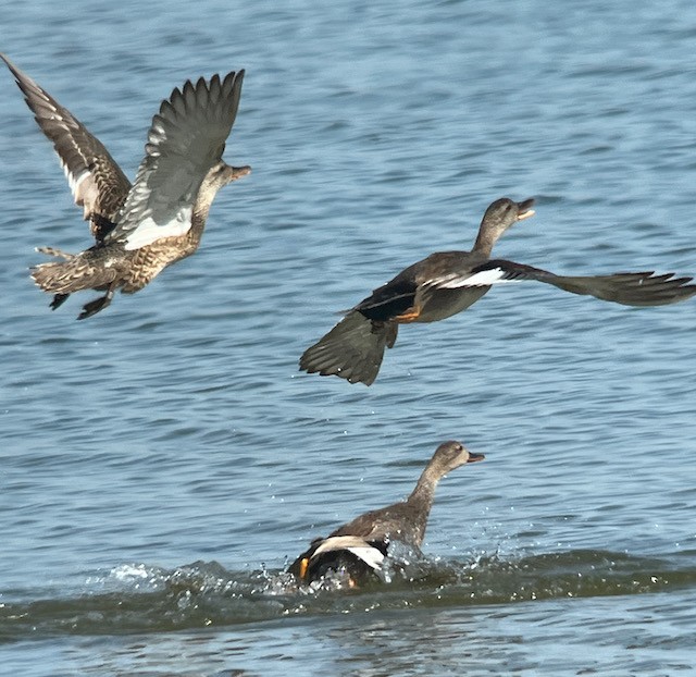 Gadwall - Jeri Langham