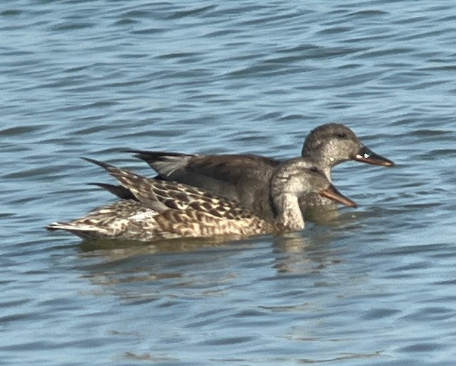 Gadwall - Jeri Langham