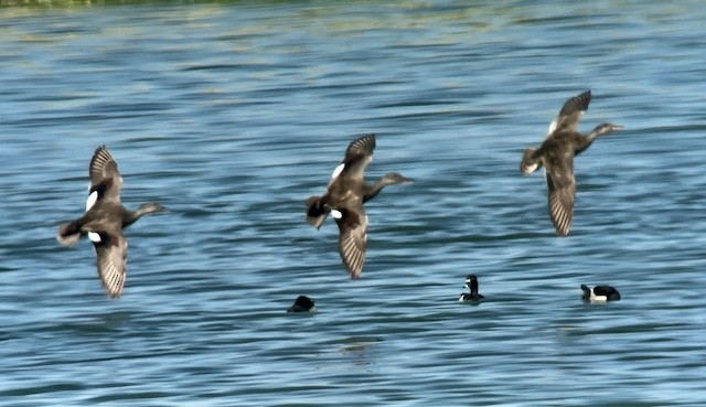 Gadwall - Jeri Langham