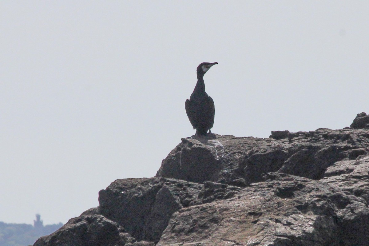 Great Cormorant - dan davis