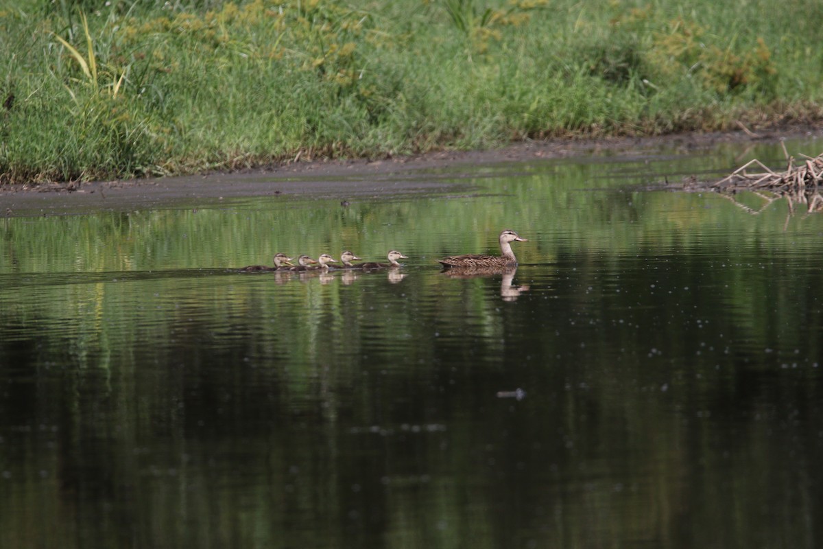 Mottled Duck - Andres Leon-Reyes