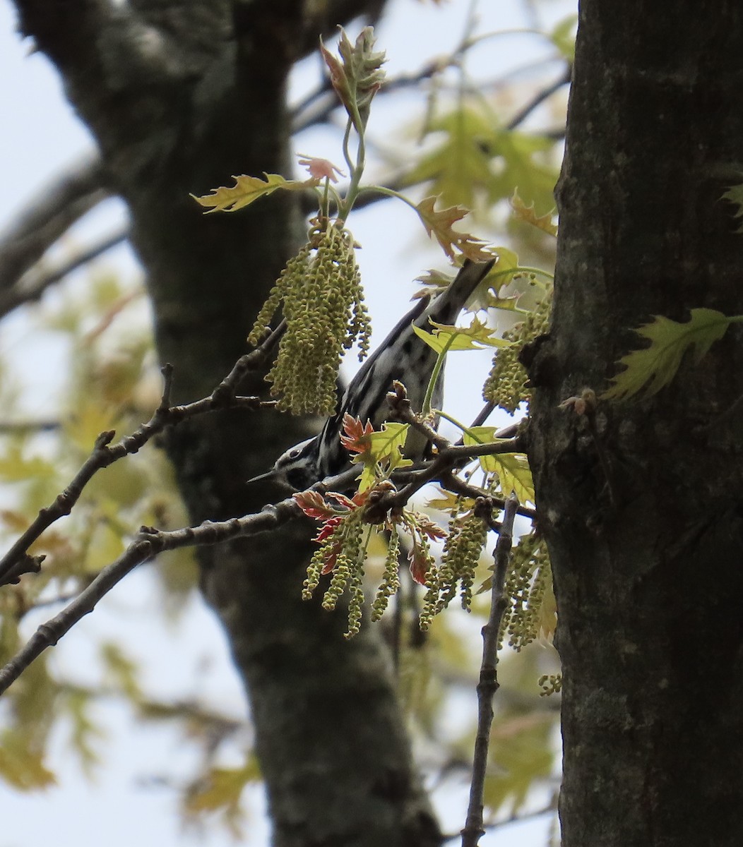 Blackpoll Warbler - Linda Eyster