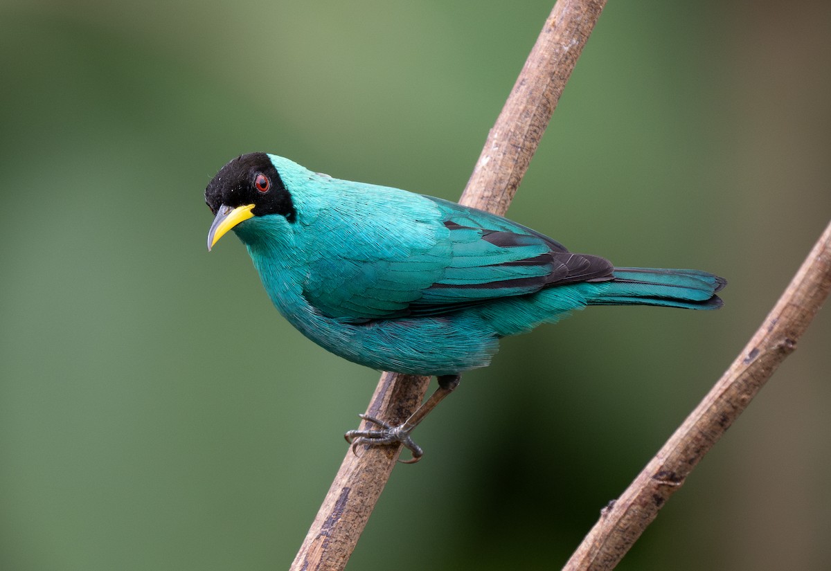 Green Honeycreeper - Forest Botial-Jarvis