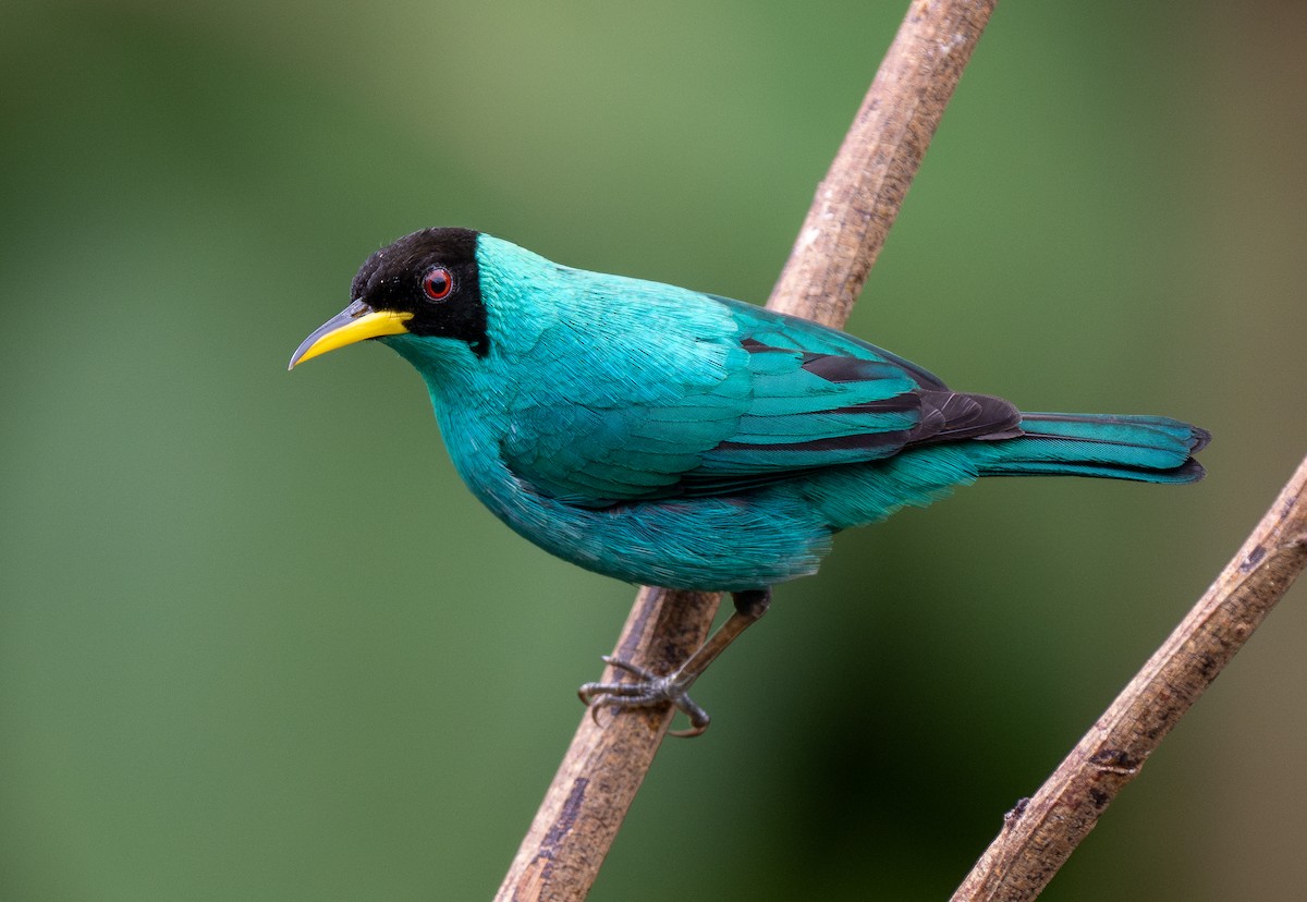 Green Honeycreeper - Forest Botial-Jarvis