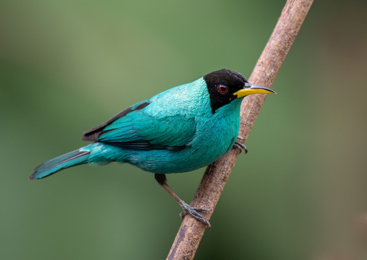 Green Honeycreeper - Forest Botial-Jarvis