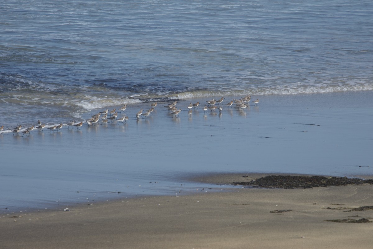 Sanderling - Deanna McLaughlin