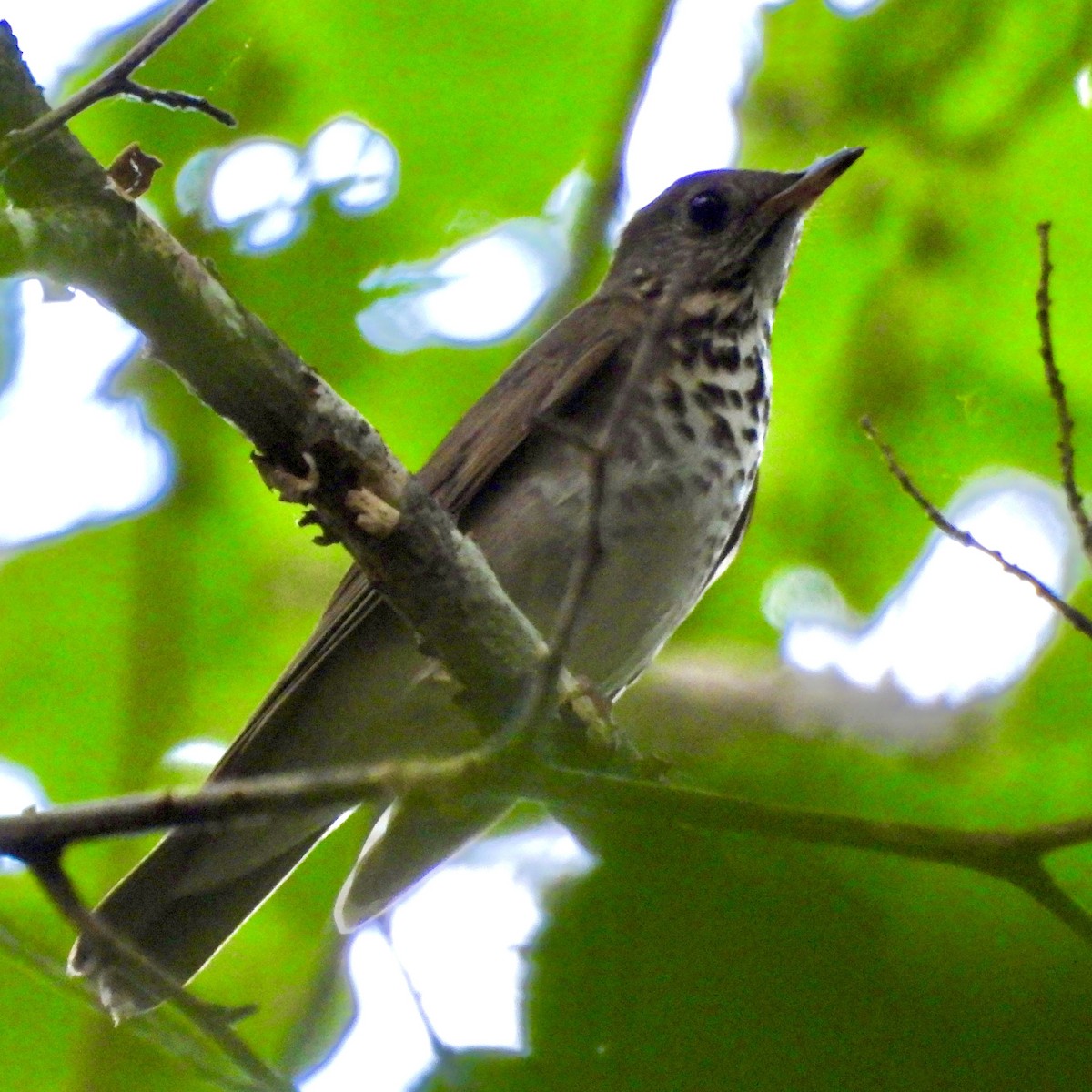 Gray-cheeked Thrush - ML619464524