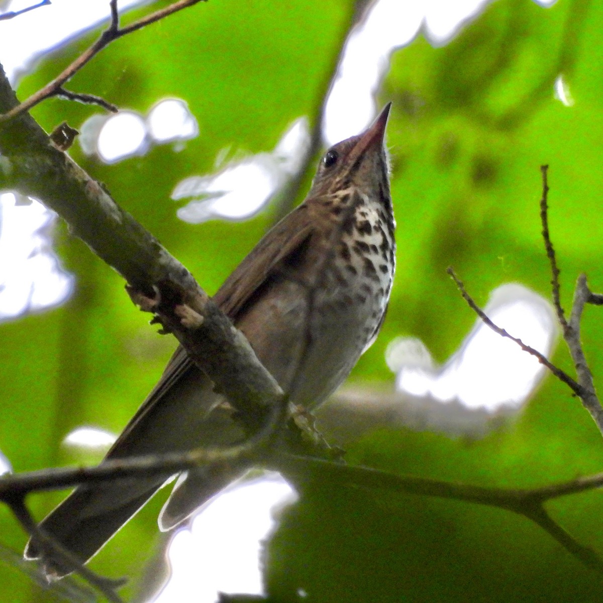 Gray-cheeked Thrush - ML619464525