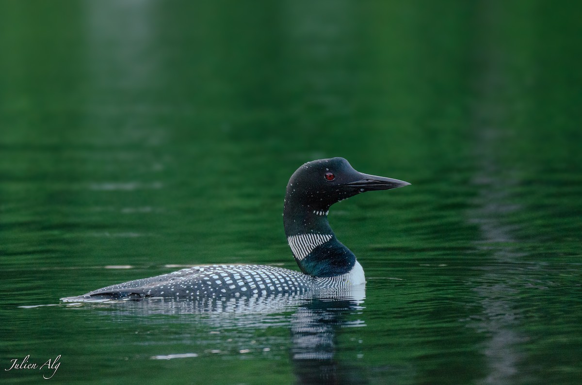 Common Loon - Julien Allègre