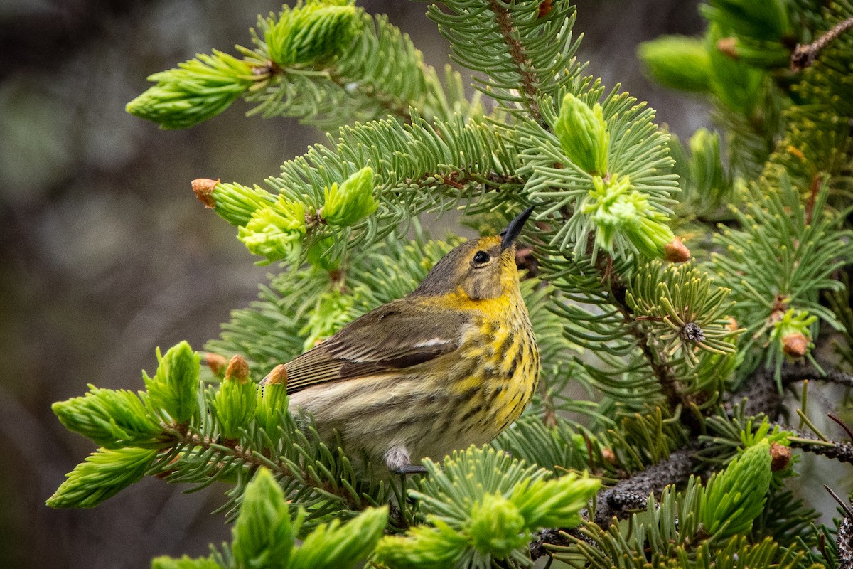 Cape May Warbler - Kirstyn Eckhardt