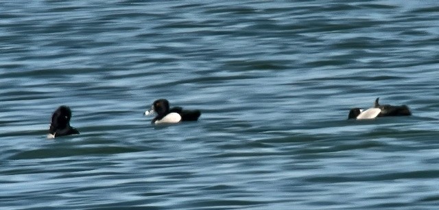 Ring-necked Duck - Jeri Langham