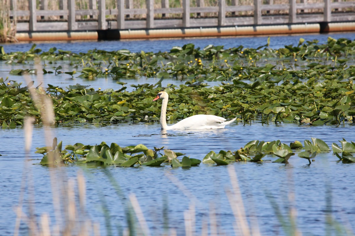 Mute Swan - Monica Lee