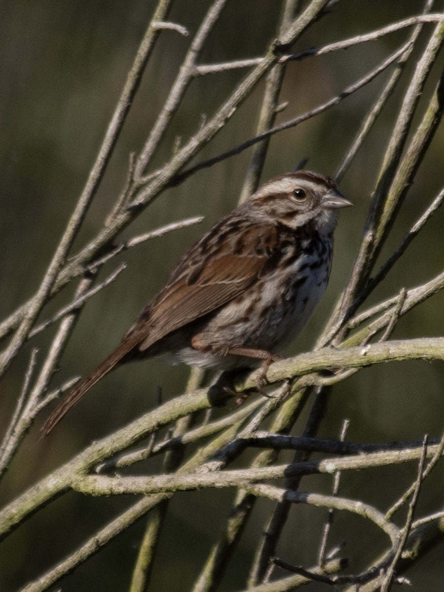 Song Sparrow - Rene sun