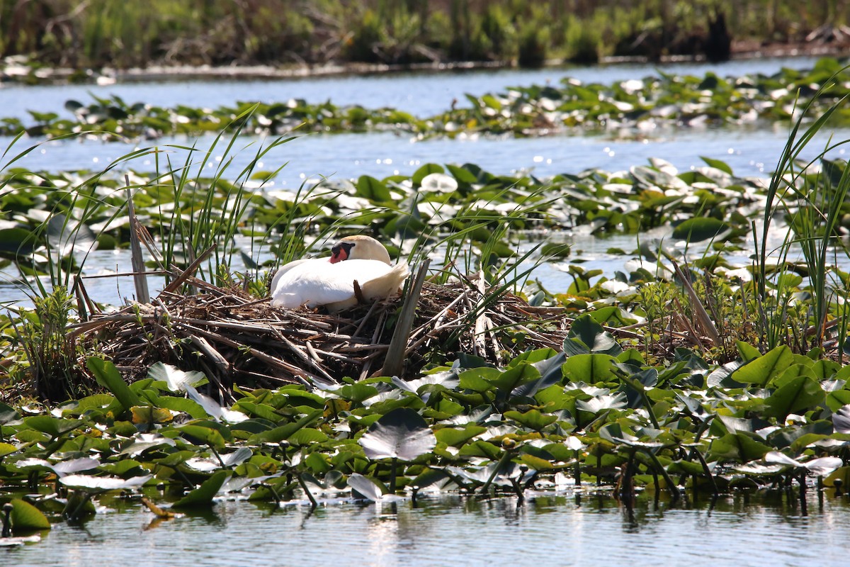 Mute Swan - Monica Lee