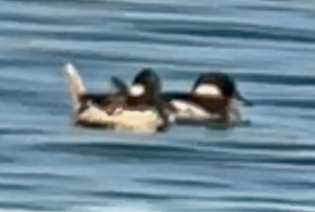 Bufflehead - ML619464558