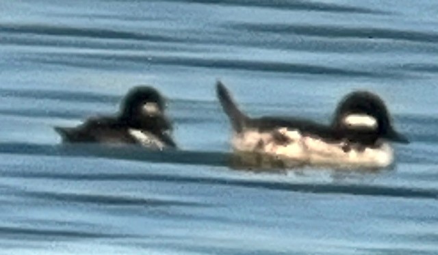 Bufflehead - ML619464559